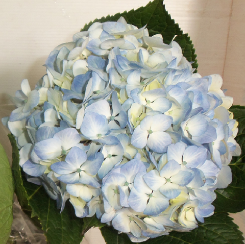 PREMIUM BLUE HYDRANGEA 60+ stems ($1.59 to $1.69 per stem)