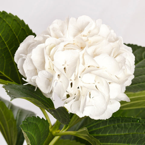 PREMIUM WHITE HYDRANGEA 60+ stems ($1.70 to $1.80 per stem)