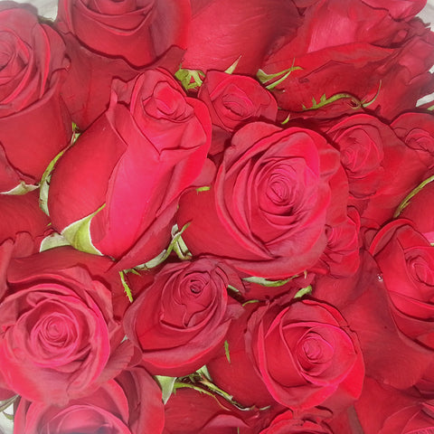FREEDOM BLOOD RED COLOMBIAN ROSE 75+ stems ($.74 to $1.08 per stem )
