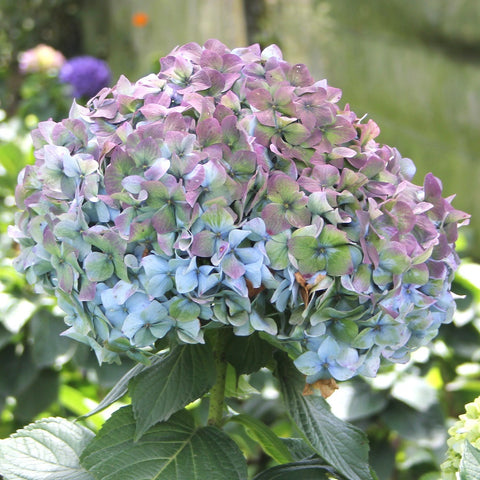 ANTIQUE BLUE HYDRANGEA 40+ stems ($2.97 to $3.22 per stem)