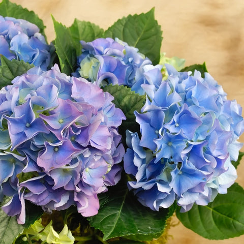 PURPLE / LAVENDER HYDRANGEA 60+ stems ($2.65 to $2.80 per stem)