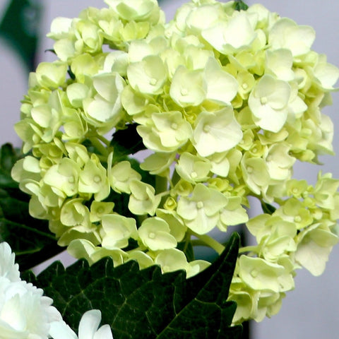 KIWI (LIME) HYDRANGEA 60+ stems ($2.00 to $2.09 per stem)