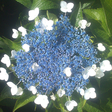 FRESH LACECAP POPCORN HYDRANGEA 60 stems  ($1.90 per stem)