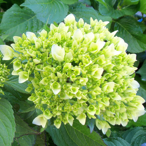 GORGEOUS MINI GREEN HYDRANGEA 60+ stems ($1.28 to $1.38 per stem)