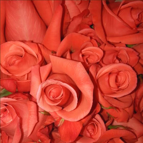 BREATHTAKING SALMON ROSE 75+ stems ($.74 to $1.08 per stem )