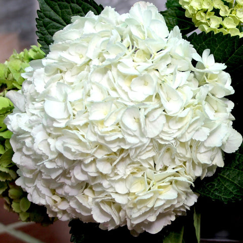 JUMBO WHITE HYDRANGEA 40+ stems ($2.59 to $2.84 per stem)